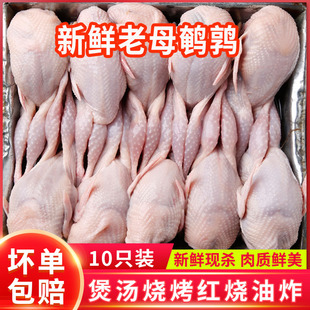 新鲜大母鹌鹑肉冷冻鹌鹑白条现杀活体炖汤红烧油炸烧烤生骨肉10只