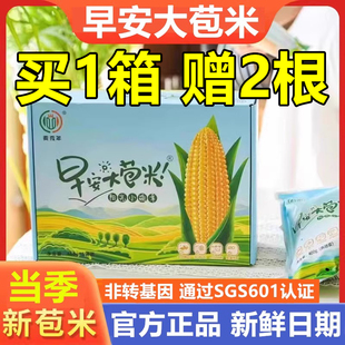 非转基因0添加麦秀年 2023年当季 吉林新鲜玉米早安大苞米10支包装