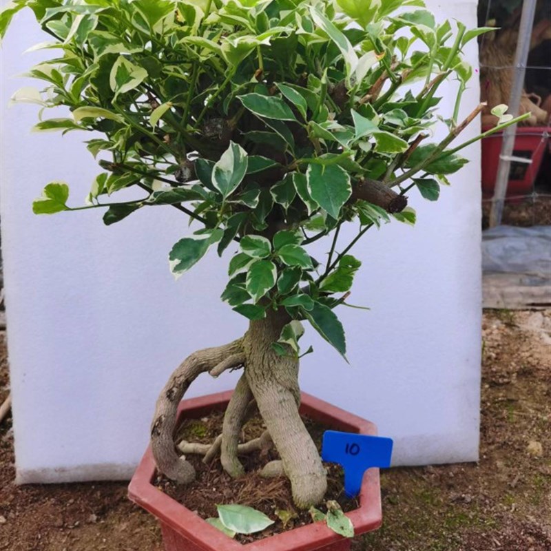 极速银边浅紫提G根老桩三角梅