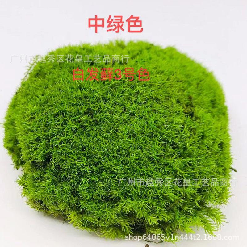 极速苔藓a植物永生青苔藓仿真白发造景墙景观装饰绿植灰微背景大d