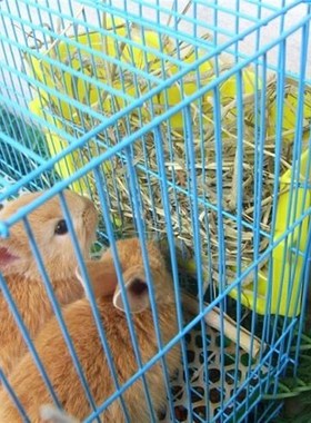 极速timothy grakss rabbit pasture hay guinea pig chinchillas