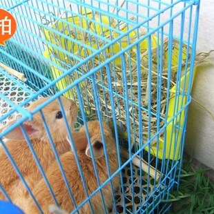 极速timothy grakss rabbit pasture hay guinea pig chinchillas