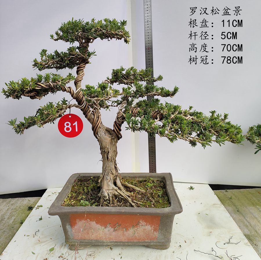 极速新米叶罗汉松盆景造型u盆景米叶老桩盆景松树盆景四季常季室