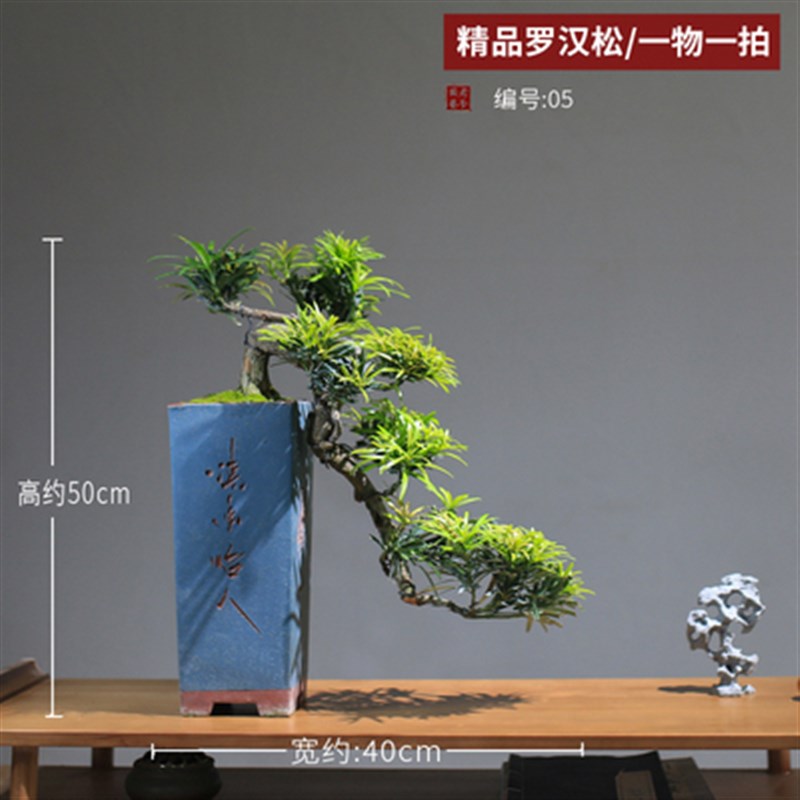 极速销促罗汉松悬崖造型老桩室内迎客松盆景真树办公室Y客厅玄关