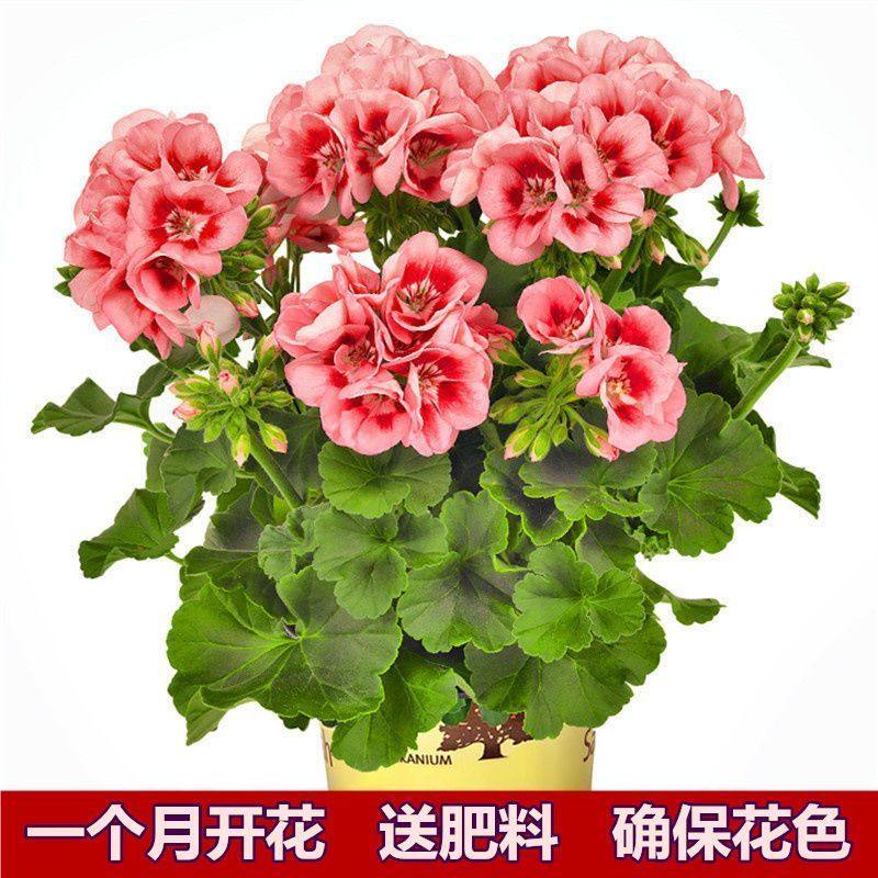 极速垂吊天竺葵盆栽花卉花苗阳台C吊重瓣万岁夏日玫瑰四季带花发