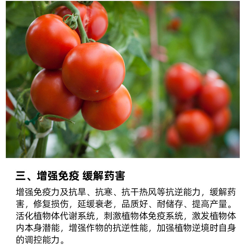 极速鱼蛋白原液叶面肥海藻鱼w蛋白水溶肥果蔬中草药花卉通用生根