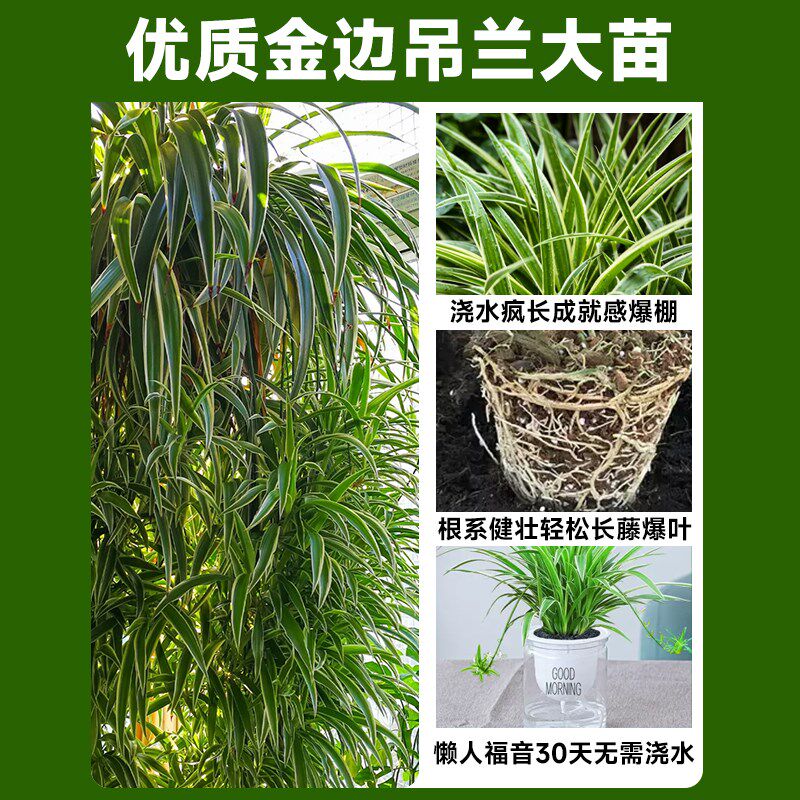 极速金边吊兰盆栽绿植室内植物垂吊适合J懒人养的花卉水培好养金