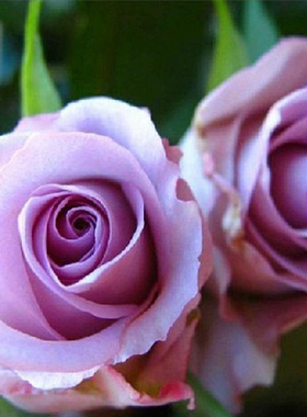 极速梦金鹏A级海洋o之歌紫色玫瑰鲜花云南斗南市场基地直发水培顺