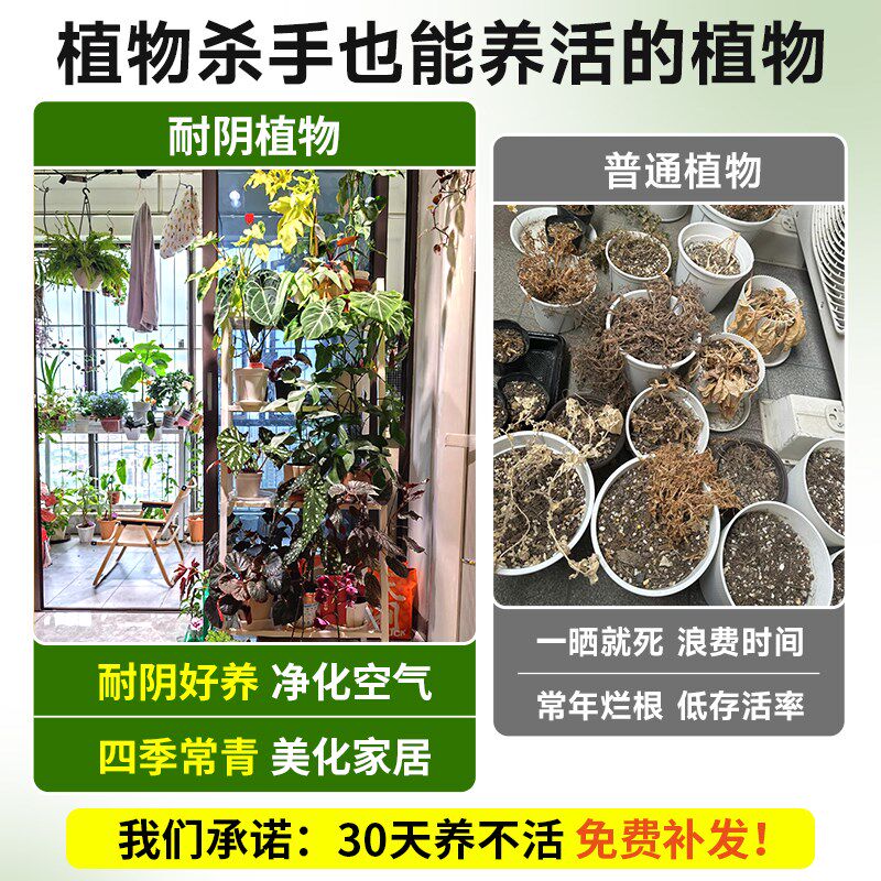 极速不需要阳光的植物室内桌面盆栽花卉绿植水培绿萝W吊兰适合懒