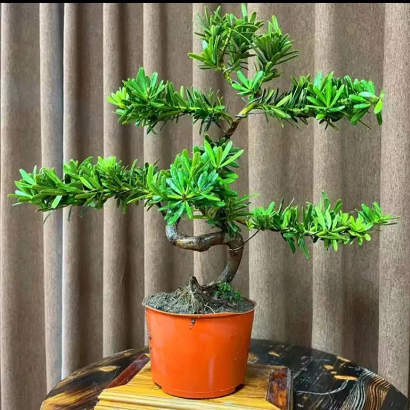 大树造型老桩黄杨金钻罗汉松原生小老桩矮桩精P品盆景庭院造景绿