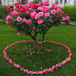 极速新品树木a盆栽冬天不怕冻的绿植x户外庭院室外耐寒耐热容易养