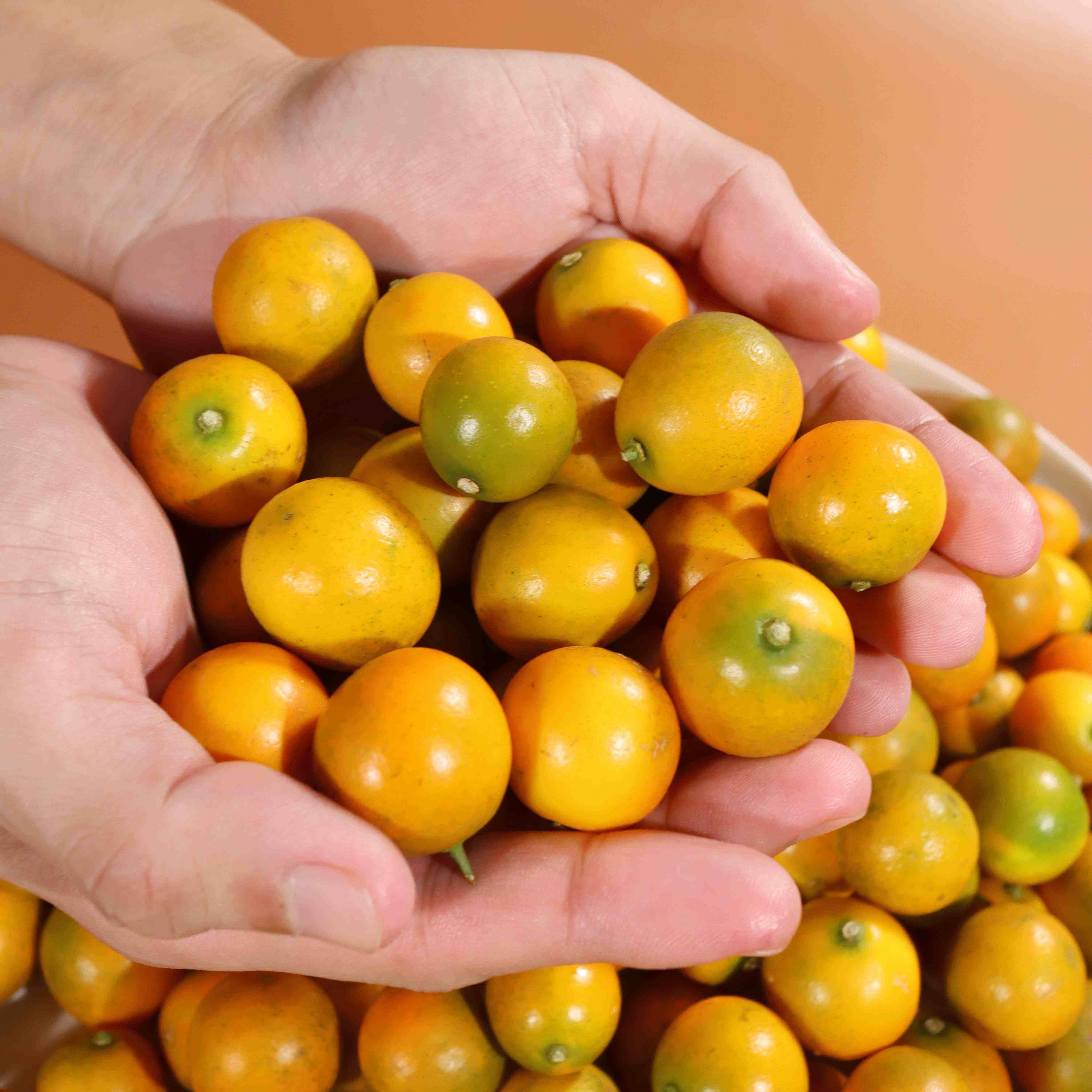 【蜜甜豆桔】广西豆桔 当季新鲜时令糖豆水果金桔整箱包邮