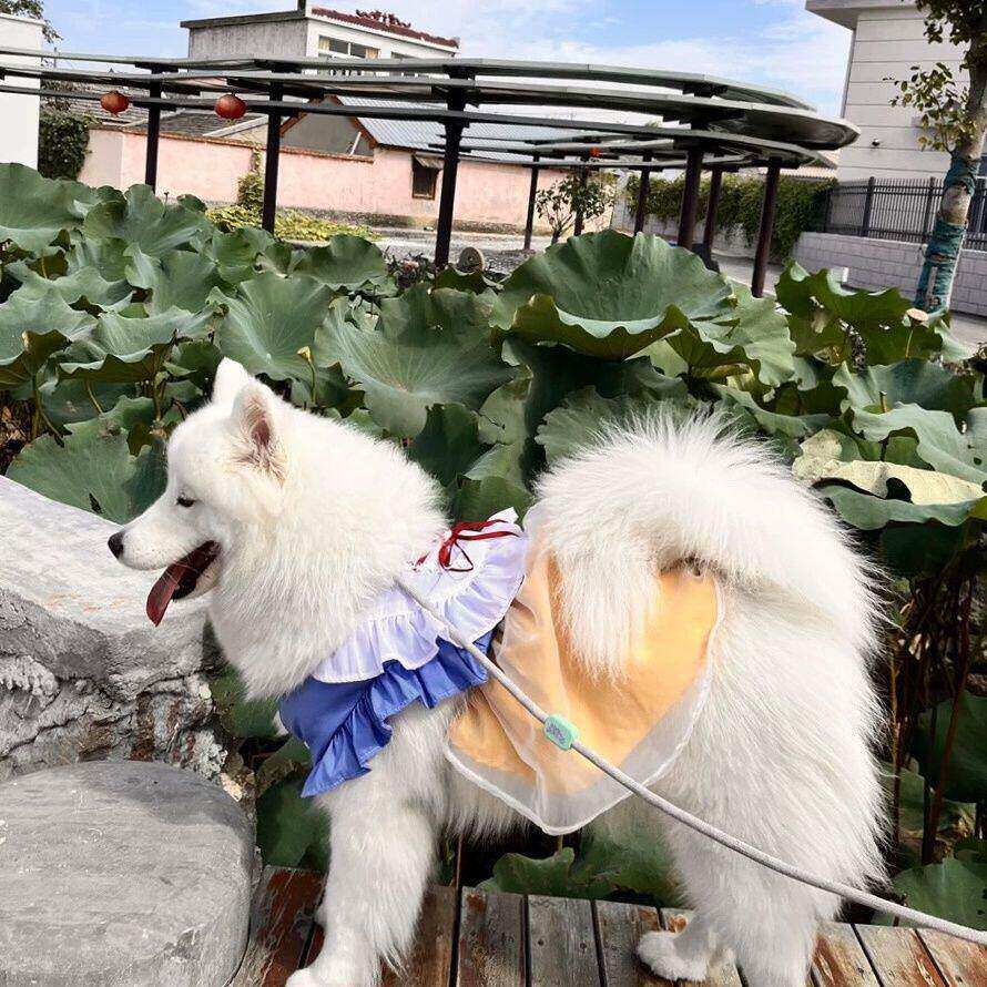 中大型犬通用聚酯纤维图片