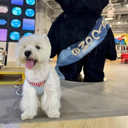 狗狗牵引绳背心式遛狗绳狗绳子调节小型犬胸背带泰迪可爱宠物用品