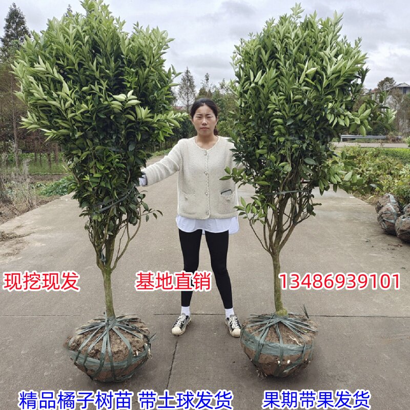 沙糖桔树苗地栽盆南方北别图片
