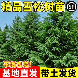 雪松树苗松树苗南北可种园林庭院好养耐寒四季常青绿化带植物大树