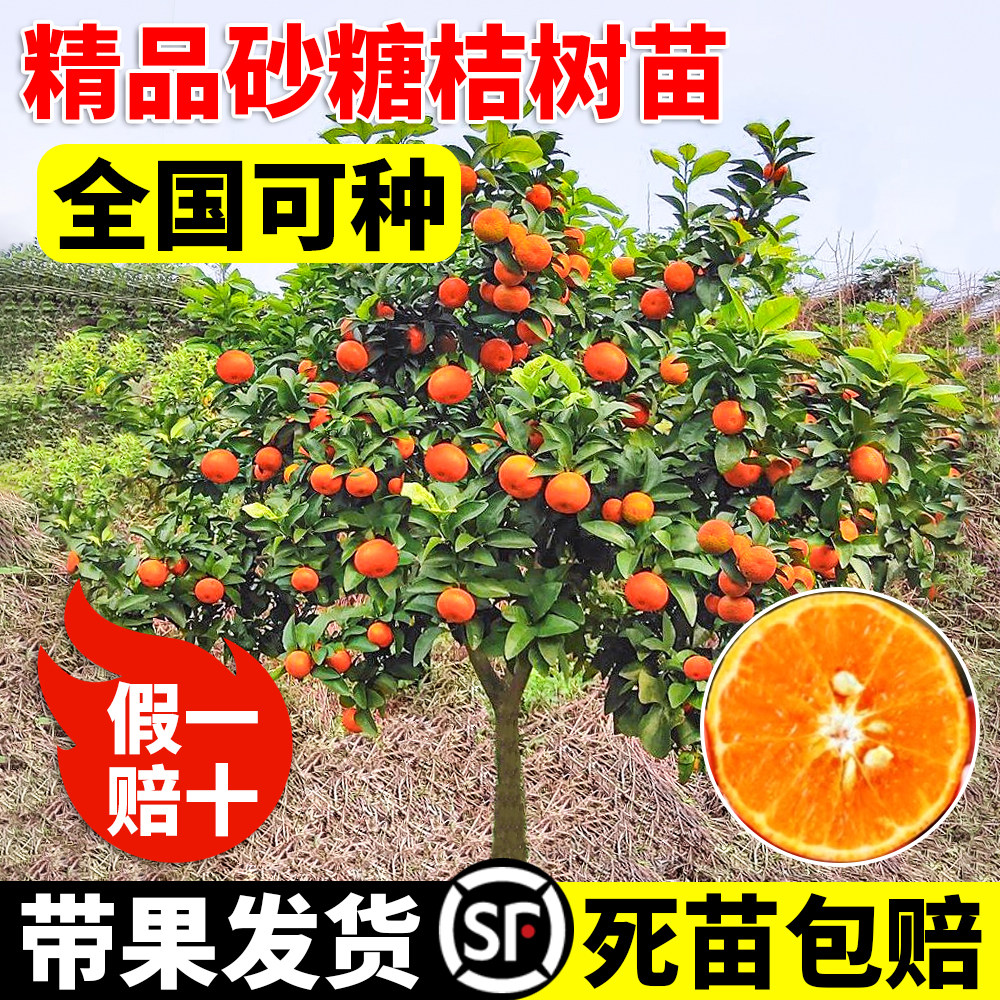 沙糖桔子树苗正宗广西砂橘图片