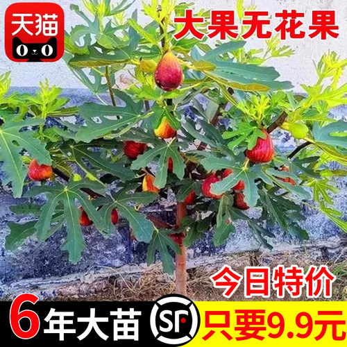 特大无花果树苗盆栽矮化四季