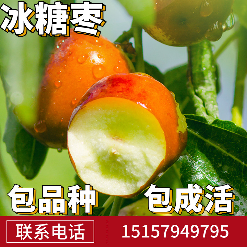冰糖枣树活苗南北方地栽特图片