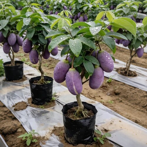 无籽八月瓜树苗嫁接苗八月炸瓜苗庭院种植盆栽水果树果苗当年结果