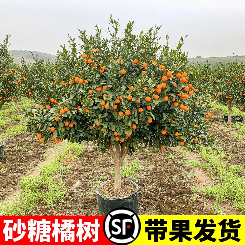 沙糖桔树苗嫁接砂糖橘图片