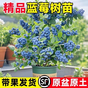 蓝莓树果苗带果子发货蓝莓树苗阳台盆栽南方北方种植L25四季 结果