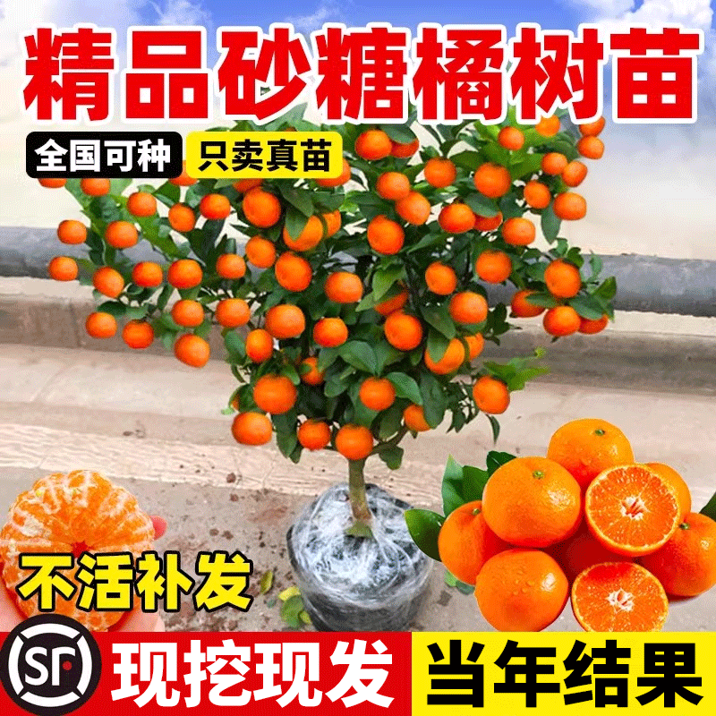 沙糖桔树苗地栽盆南方北种植树苗