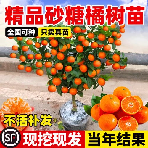 沙糖桔树苗地栽盆南方北种植树苗