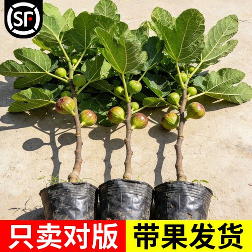 无花果树苗果苗带果盆栽矮化波姬红特大果南方北方可种植当年结果