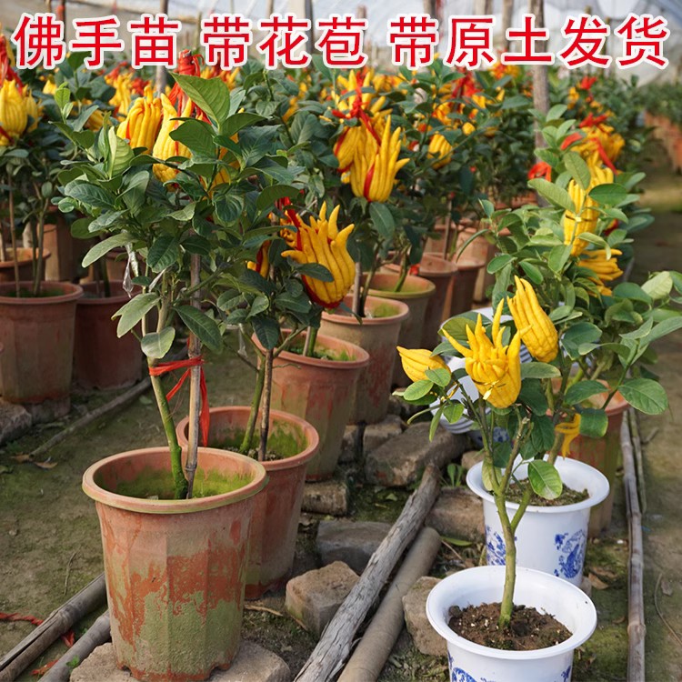 带果阳台室内盆栽庭院花卉图片