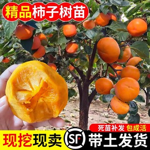柿子苗树脆甜柿无核柿南北方种植特大庭院地栽当年结果柿子树果苗
