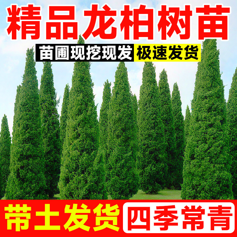 龙柏苗树小球蜀桧塔侧块地图片