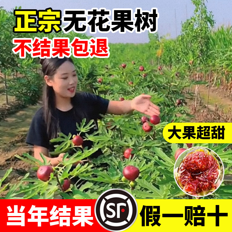 无花果树苗盆栽波姬红青皮图片