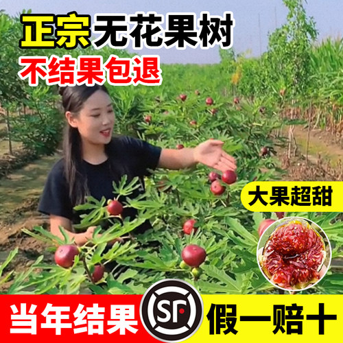 无花果树苗盆栽波姬红青皮