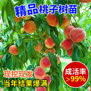 黄桃树桃树果苗嫁接苗冬桃油桃树果苗南方北方种植桃苗当年结果