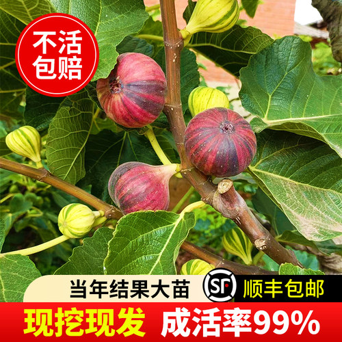 特大无花果树苗盆栽地栽当年结果