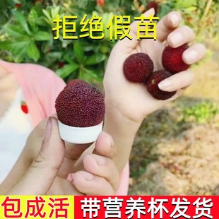 嫁接杨梅树苗正宗黑炭东魁杨梅苗树盆栽南方地栽当年结果特大杯苗