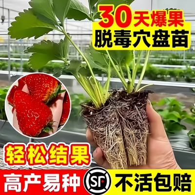 草莓苗秧四季结果盆栽草莓穴盘苗