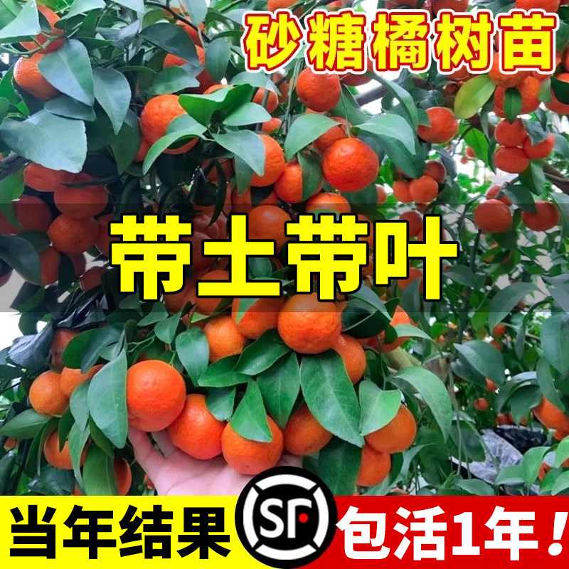 沙糖桔子树苗正宗广西砂橘图片