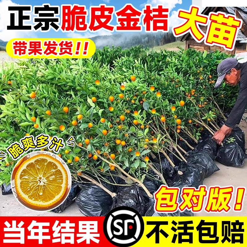 正宗脆皮金桔树苗带果发当年结果