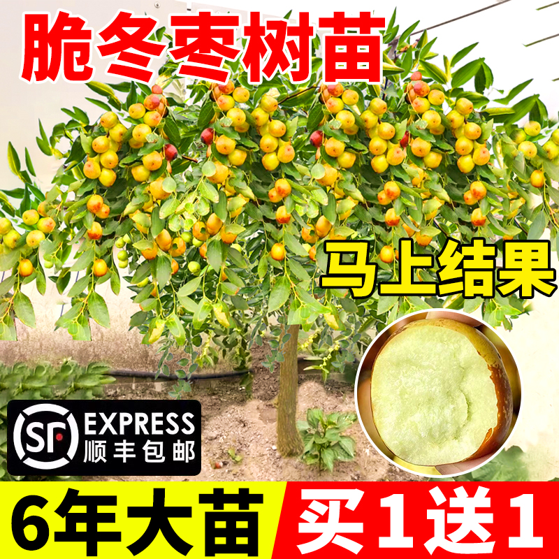 枣树活苗大超甜冬南北方种