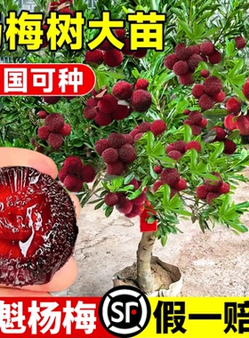 东魁梅树树苗特大嫁接南北方种植杨梅苗树盆栽地栽大树苗当年结果