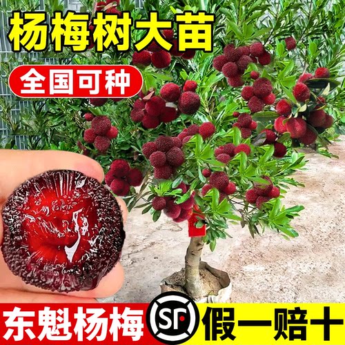 嫁接东魁杨梅树树苗地栽当年结果