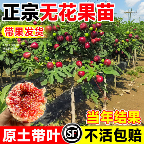 无花果树果苗带果盆栽矮化波姬红