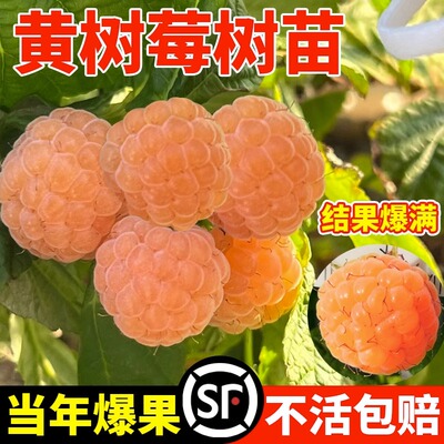 黄树莓果苗黑浆当年结室内外