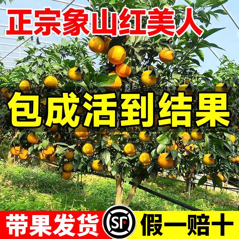 正宗象山红美人柑橘子树苗图片