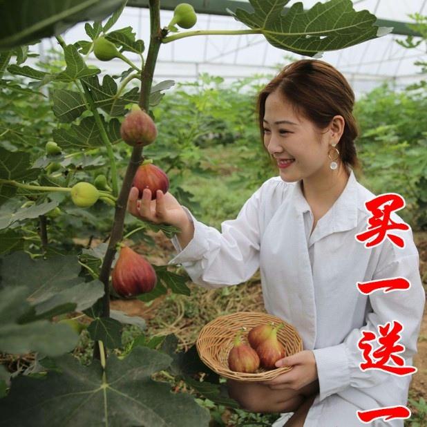 格莱斯无花果树苗盆栽当年结特大