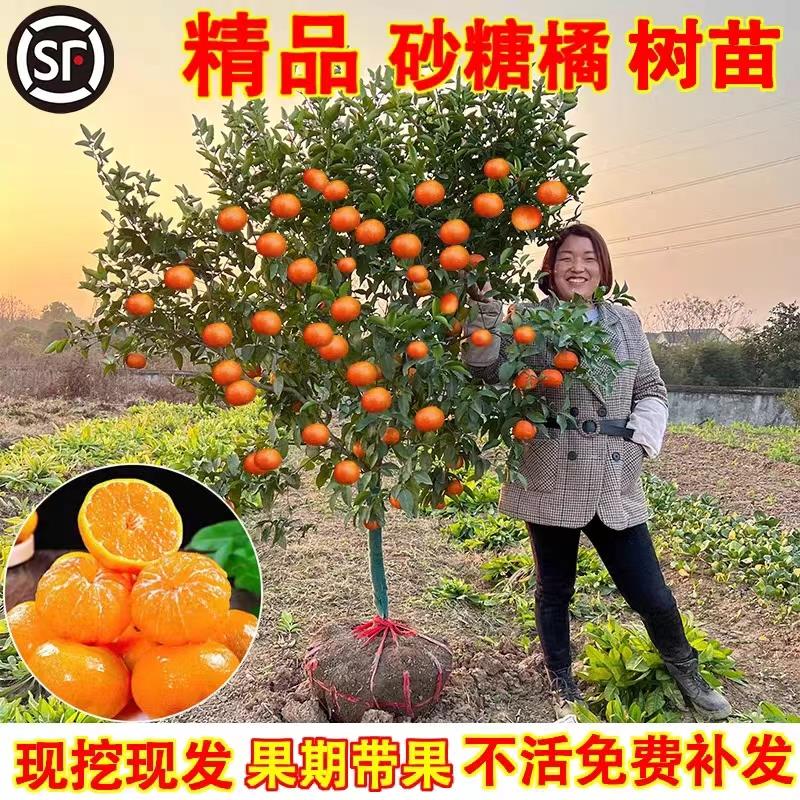 沙糖桔树苗地栽盆南方北种图片