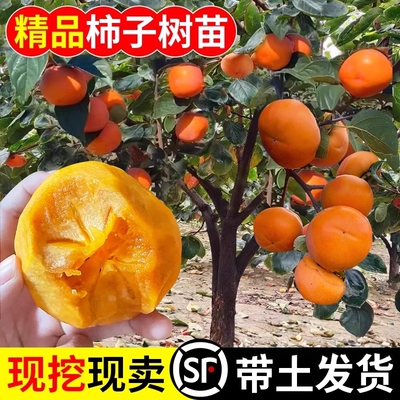 柿子苗树嫁接果南北方种植地