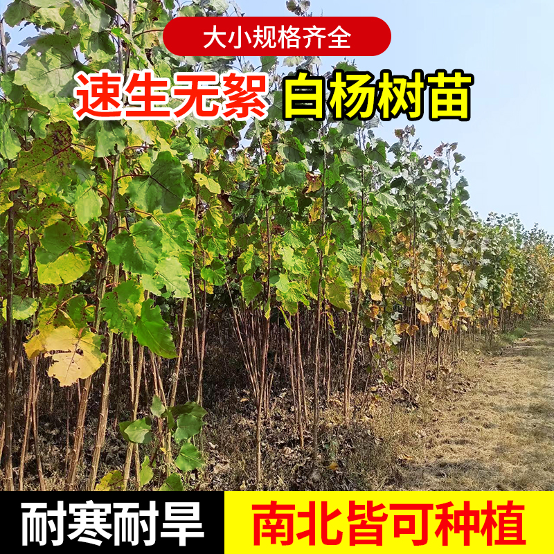 白杨树苗107速生384无絮杨树苗